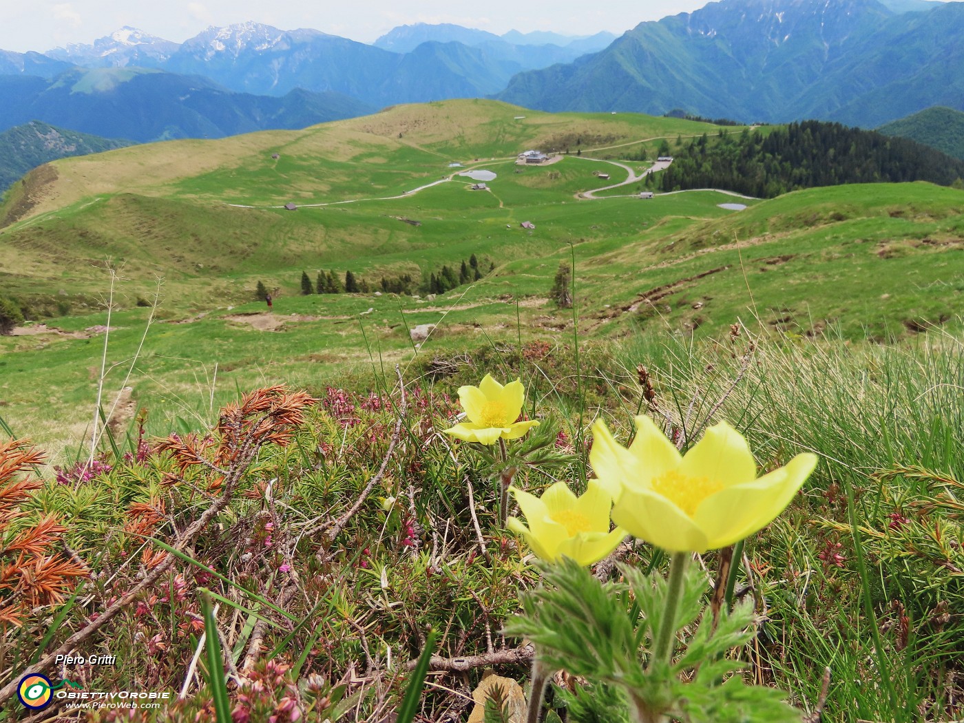 66 Pulsatilla alpina sulphurea (Anemone sulfureo) con i Piani .JPG